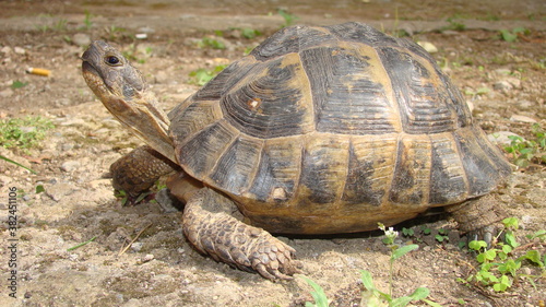 tortoise Greek tortoise close up of tortoise closeup turtle tortoise in nature - turtle reptiles, reptile, animals, animal, pets, pet, wildlife, wild nature, forest, woods, garden, park, desert