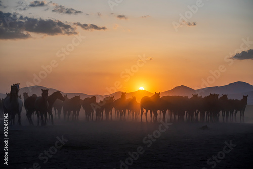 Wild horses run in foggy at sunset. Wild horses are running in dust. Near Hormetci Village  between Cappadocia and Kayseri  Turkey