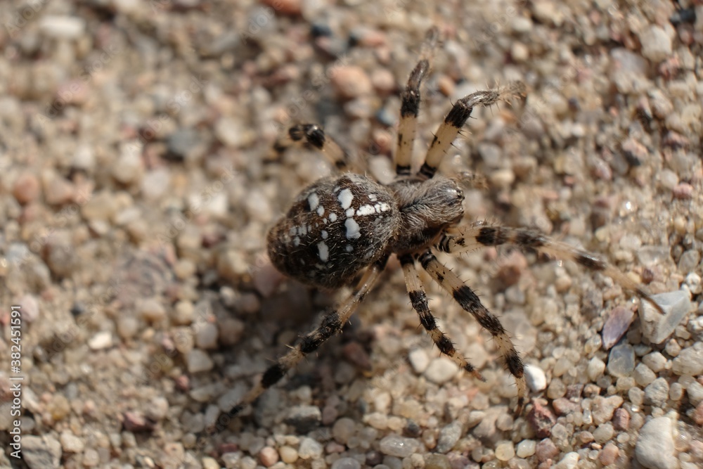 Spider on dirt road - Araneus diadematus is commonly called the European garden spider, diadem spider, orangie, cross spider and crowned orb weaver