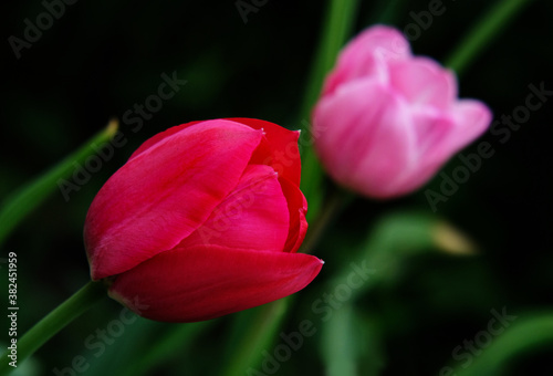 Tulips in spring