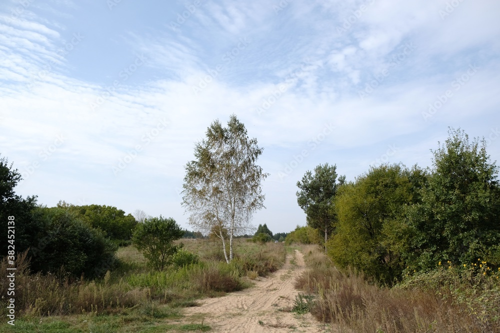 Autumn landscape with a dirt road among little forest and a single birch tree in sunny day Autumn landscape with a dirt road among little forest and a single birch tree in sunny day