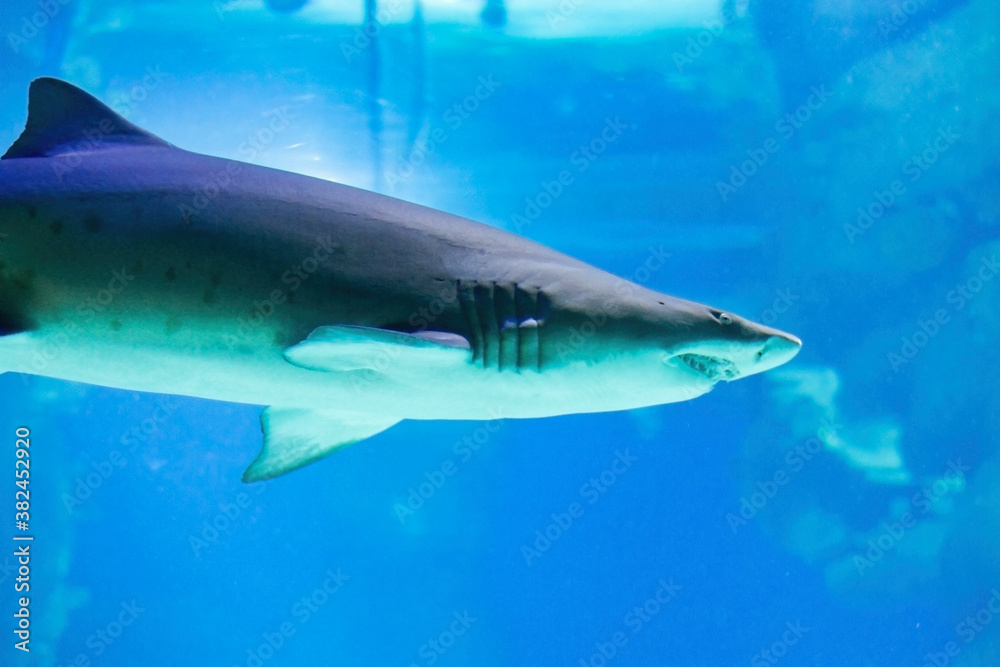 Fototapeta premium Blunt nosed bull shark close up. Terrible jaws are visible. Predators of the ocean