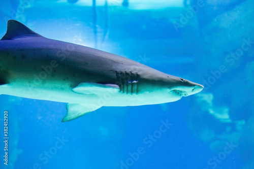 Blunt nosed bull shark close up. Terrible jaws are visible. Predators of the ocean