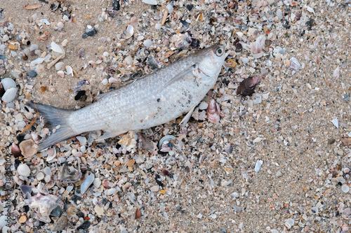 Dead sea fish on the beach