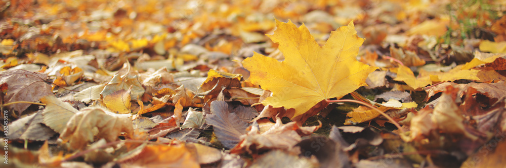 Dry autumn leaves of yellow, red, brown flowers lie on the ground. Bright yellow leaves among the dry maple leaves. banner