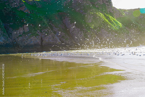 Fototapeta Naklejka Na Ścianę i Meble -  Seagulls on welsh Rossilli Beach to form natural textured background seaside image