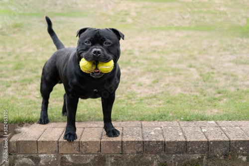 Εκτύπωση καμβά Staffordshire Bull Terrier dog holding two tennis balls in his mouth