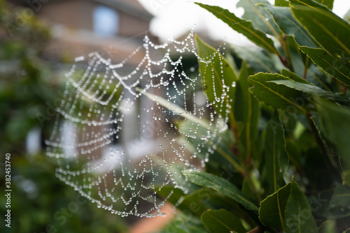 Water droplets on a spiders web hung between two plants in front of a house in a garden. Shallow focus