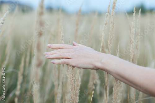 A hand caresses a few ears of wheat in a field at sunset.