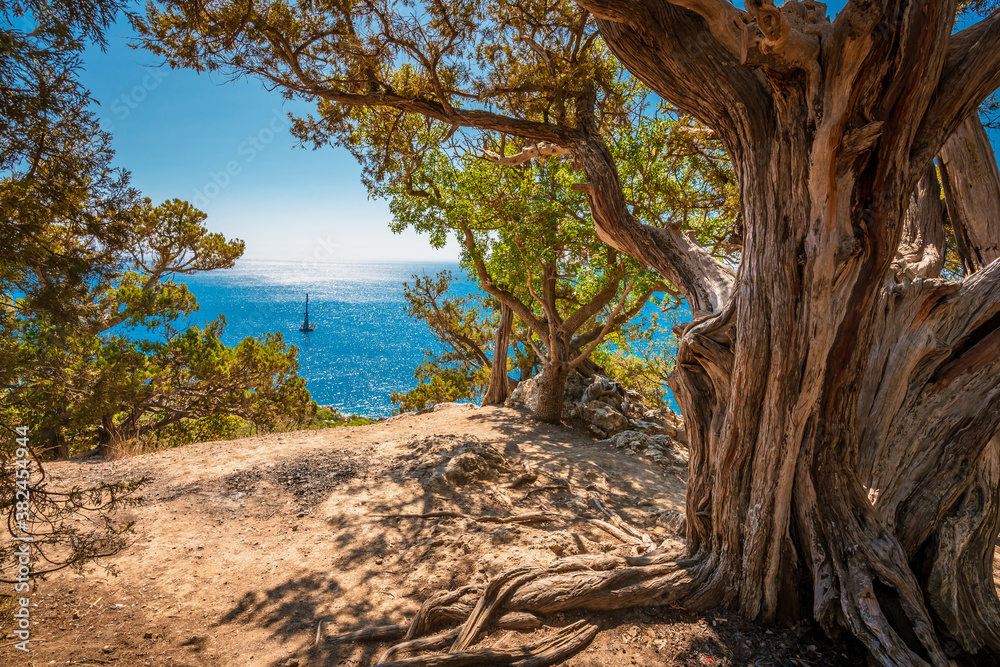 An old juniper's bent trunk with naked roots in Crimean Mountains on the Black sea coast An old juniper's bent trunk with naked roots in Crimean Mountains on the Black sea coast