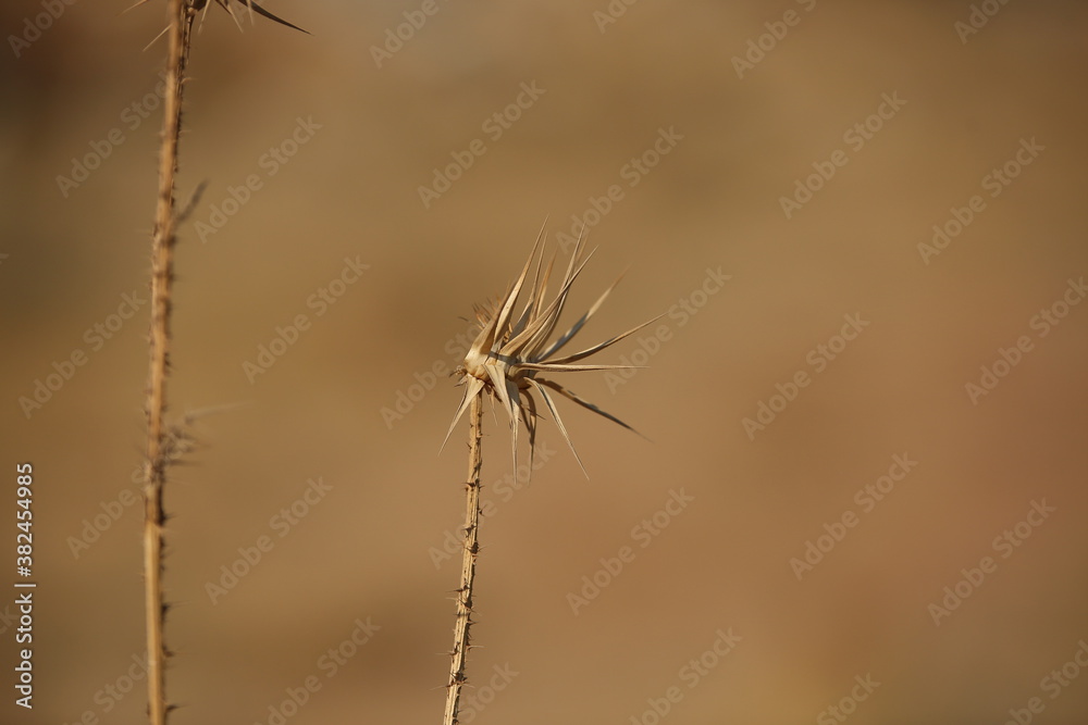 Sepia color arid plant grass in the wind
