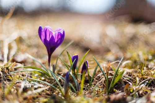 Beautiful lightful shiny spring breeze flower plants growing crocus