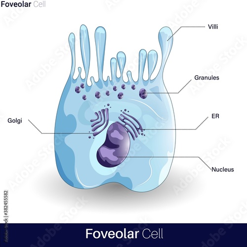 vector of Foveolar cell or surface mucous cells are mucus producing cells which line inside of the stomach  photo
