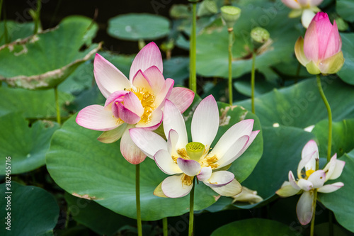 pink lotus flower