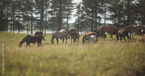 Grazing Wild Horses In Meadow photo