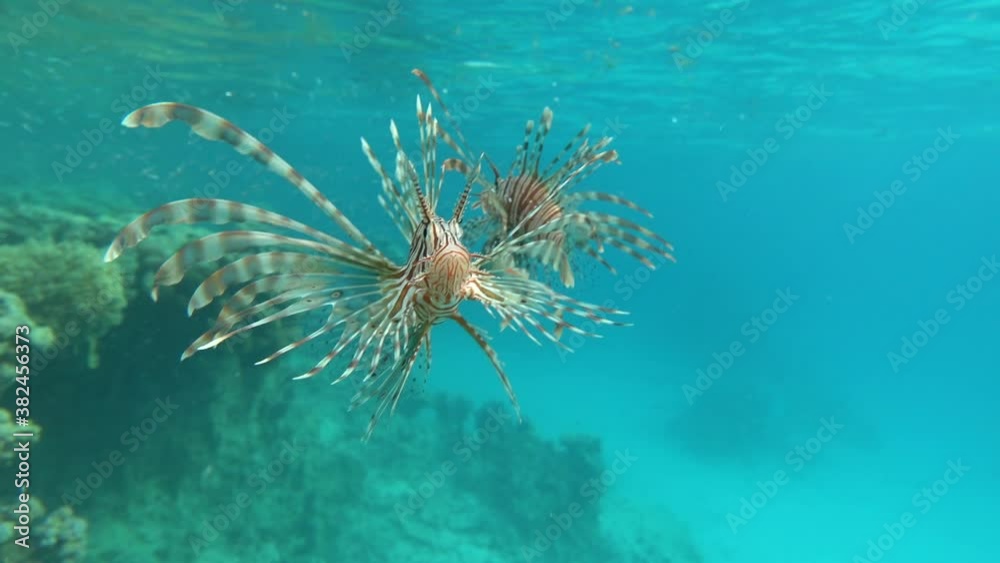 Lion Fish in the Red Sea. Lion Fish in the Red Sea.