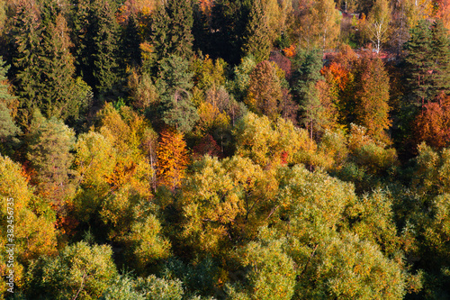 Autumn multi-colored forest from a height