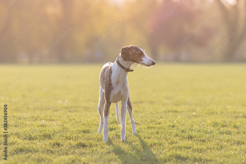 Whippet standing in a field in the autumn sun