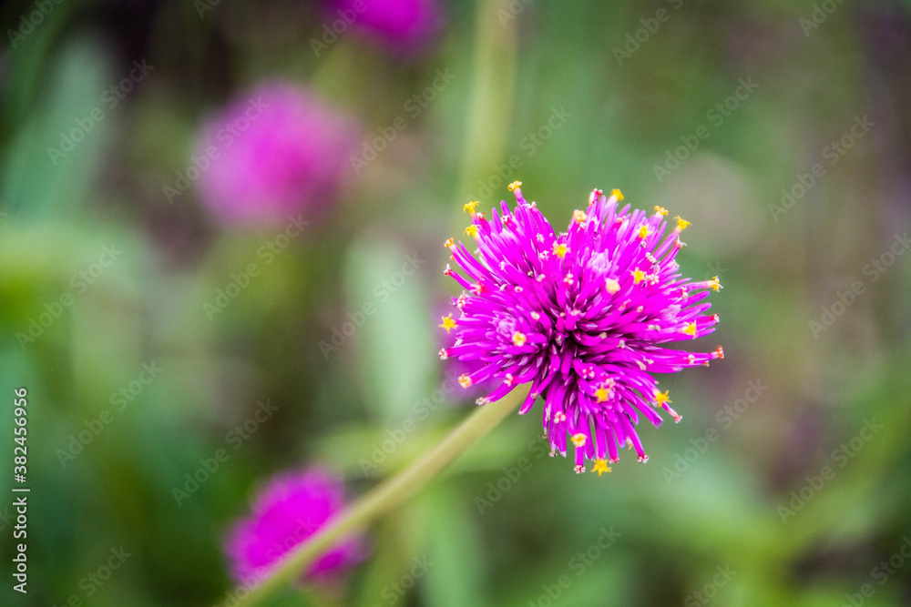 purple flower purple flower