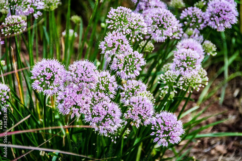 Obraz premium purple flowers