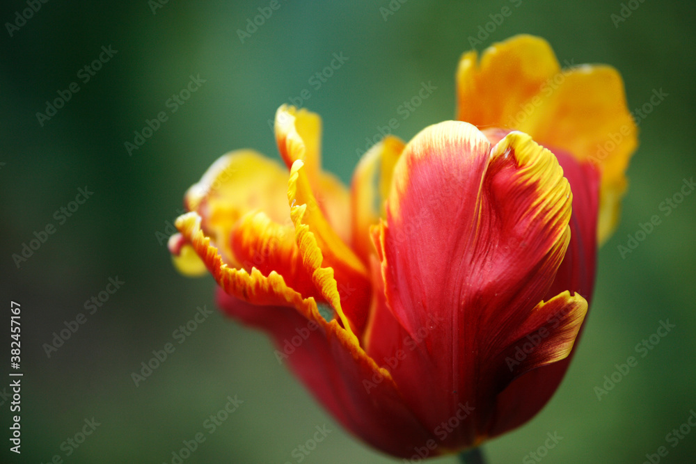 Tulips in garden, tulips in spring Tulips in garden, tulips in spring