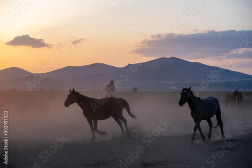 Wild horses run in foggy at sunset. Wild horses are running in dust. Near Hormetci Village  between Cappadocia and Kayseri  Turkey