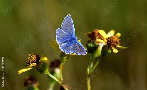 Common Blue male butterfly on yellow flowers © Clare