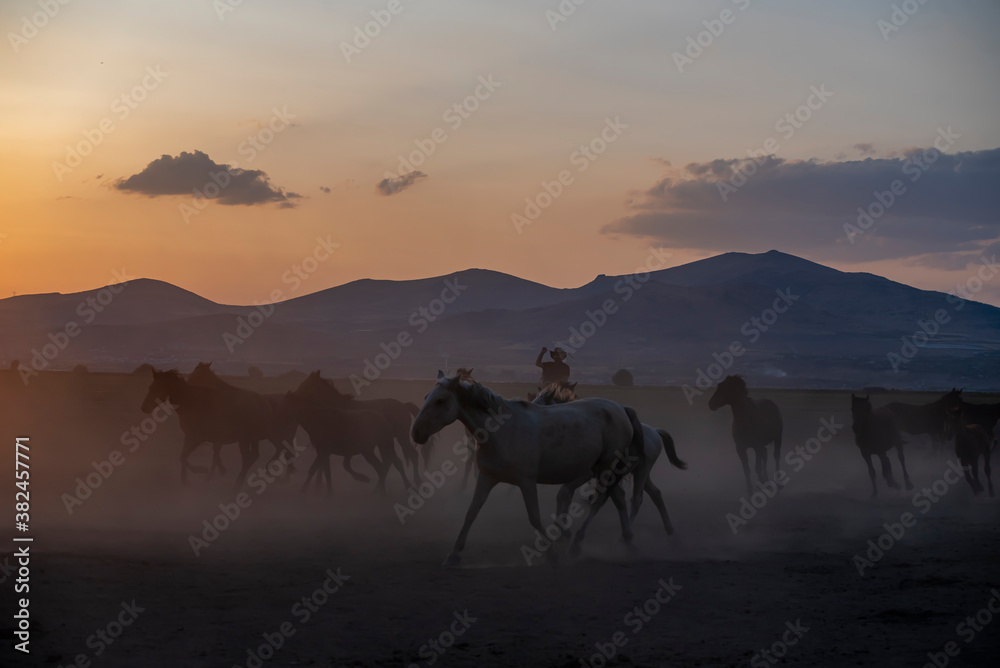 Wild horses run in foggy at sunset. Wild horses are running in dust. Near Hormetci Village, between Cappadocia and Kayseri, Turkey