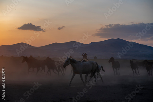 Wild horses run in foggy at sunset. Wild horses are running in dust. Near Hormetci Village  between Cappadocia and Kayseri  Turkey