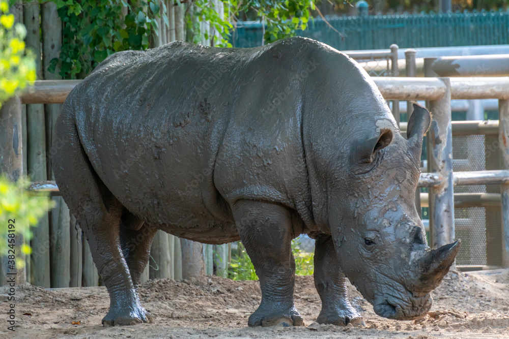 Naklejka premium View of Rinho Covered in Mud in the Daytime