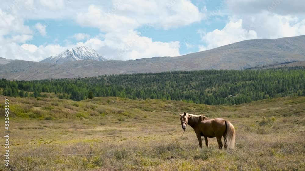 Horse grazing in the valley with mountains on background, alpine animal Horse grazing in the valley with mountains on background, alpine animal