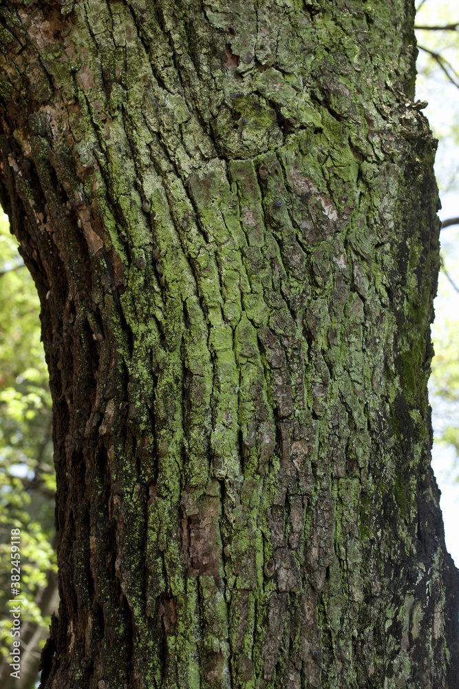 樹木の苔 樹木の苔