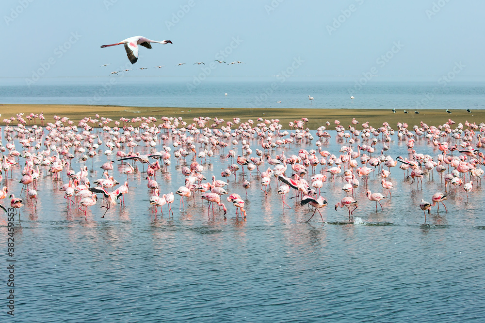 Fototapeta premium Flamingos in atlantic coast of Namibia
