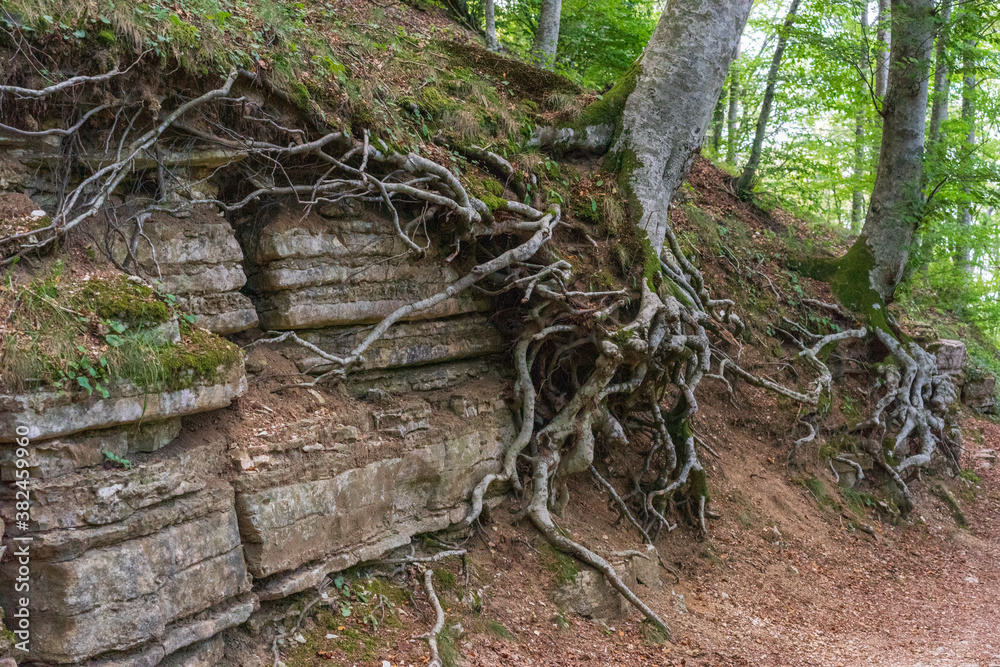 Obraz premium Roots and rocks