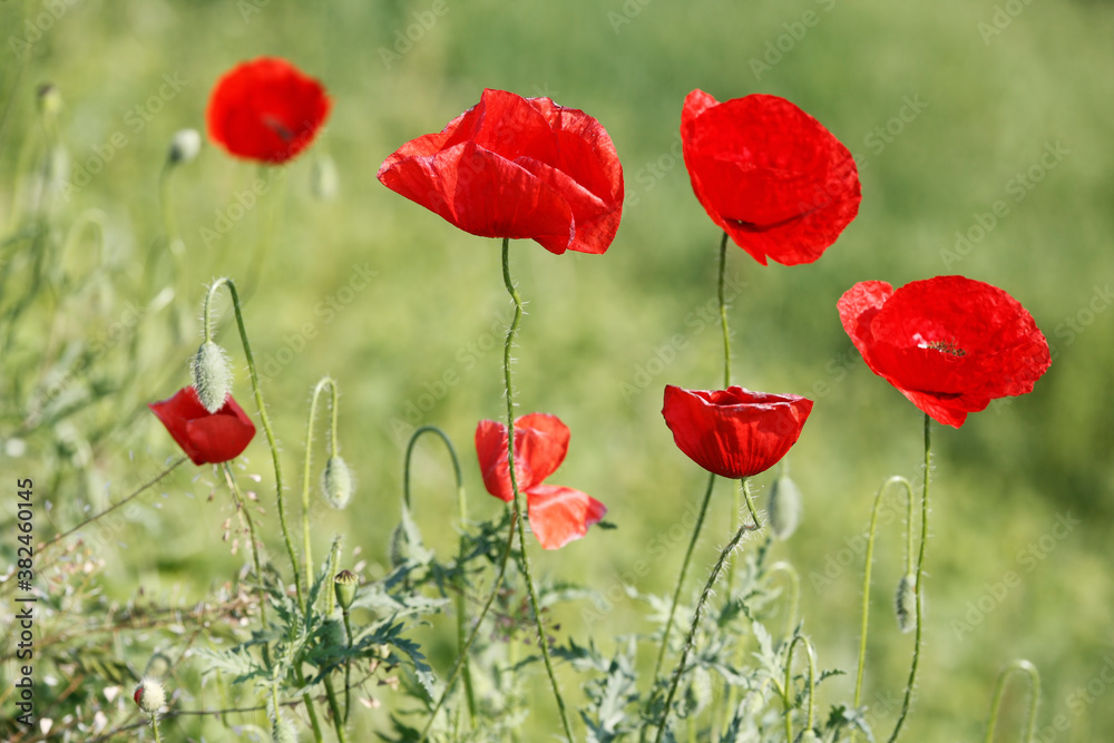 Fototapeta premium Poppy flowers in spring, may