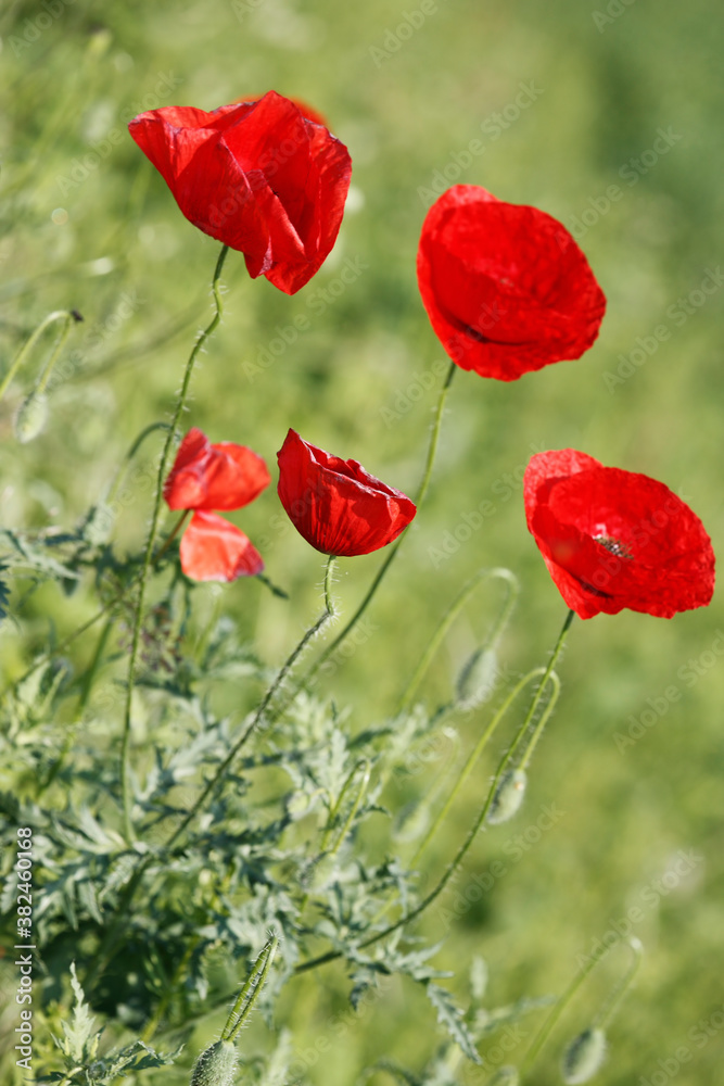 Obraz premium Poppy flowers in spring, may