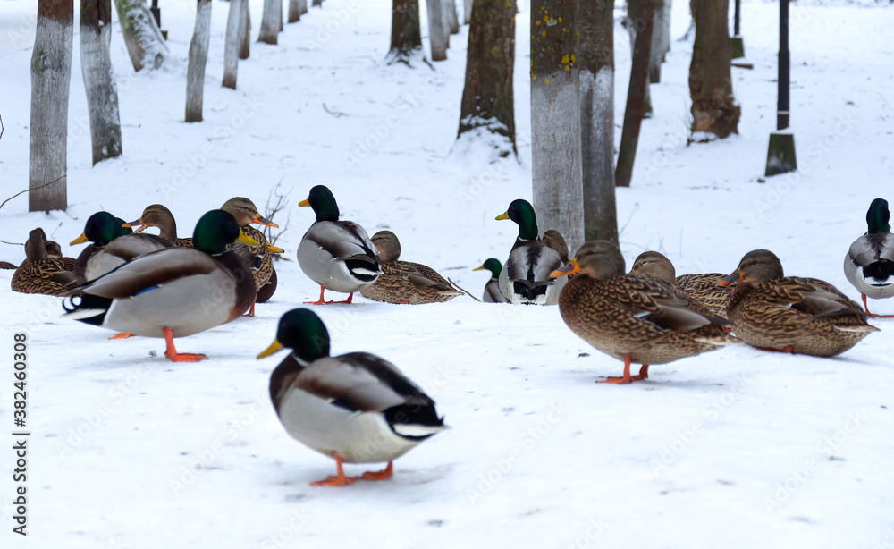 Ducks sit in the snow in a city park. Great view of mallard ducks sitting in the snow. Ducks sit in the snow in a city park. Great view of mallard ducks sitting in the snow.