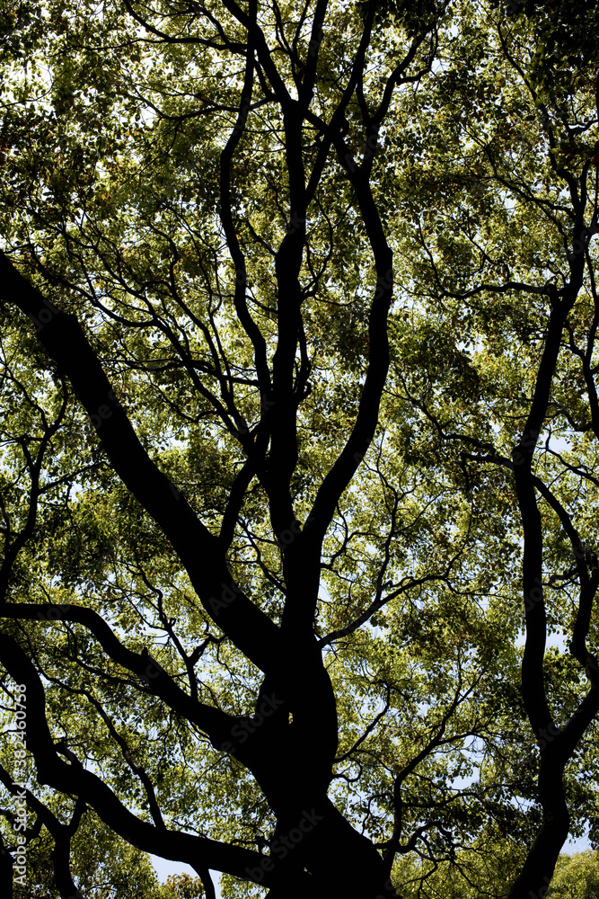 Fototapeta premium ブナの木