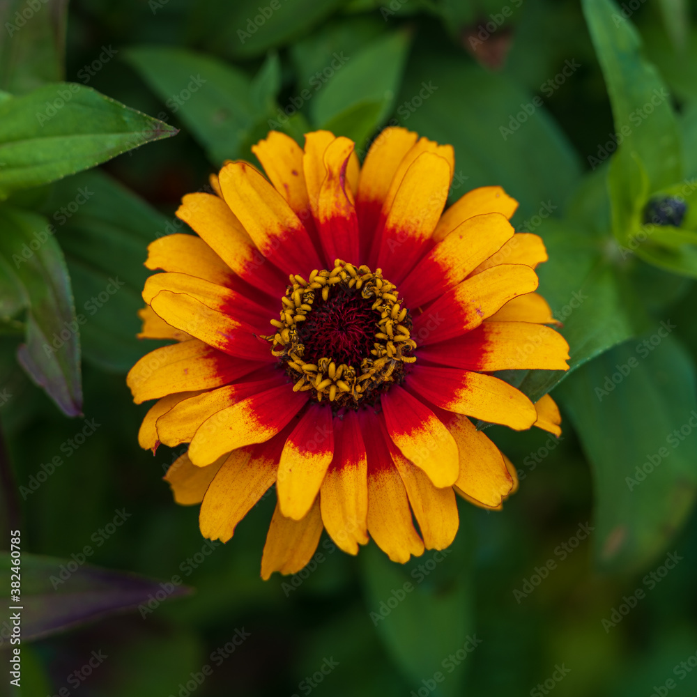 Yellow and red African Daisy in garden with blurred background. Yellow and red African Daisy in garden with blurred background.