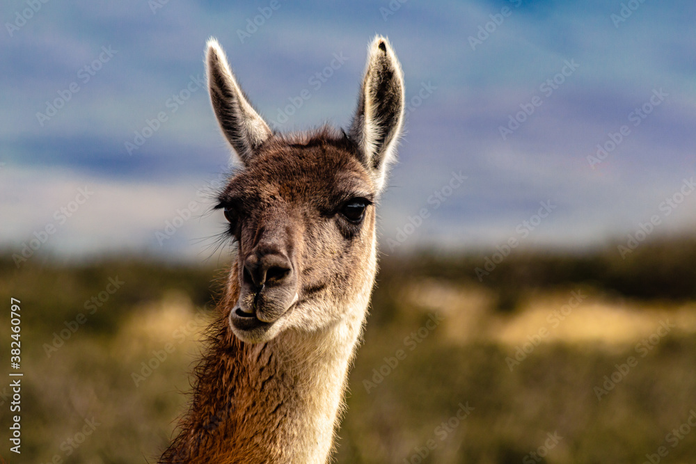 Obraz premium close-up da cabeça de um guanaco com a boca torta de uma forma engraçada