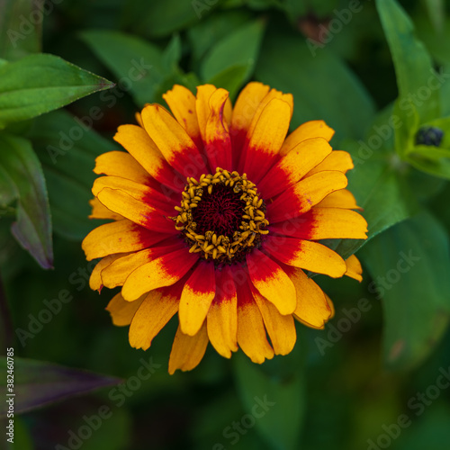 Yellow and red African Daisy in garden with blurred background.