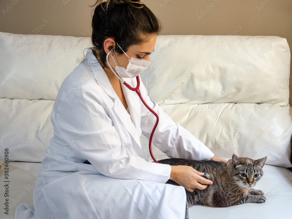 a veterinary holding a tabby cat using stethoscope a veterinary holding a tabby cat using stethoscope