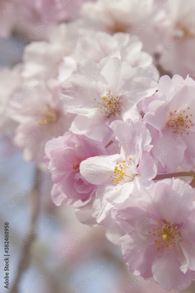 八重桜 八重桜