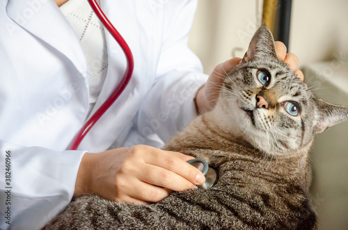 closeup on tabby cat at the vet with a stethoscope