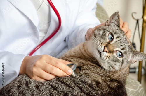 closeup on tabby cat at the vet with a stethoscope