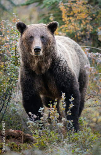 Grizzly bears in the wild