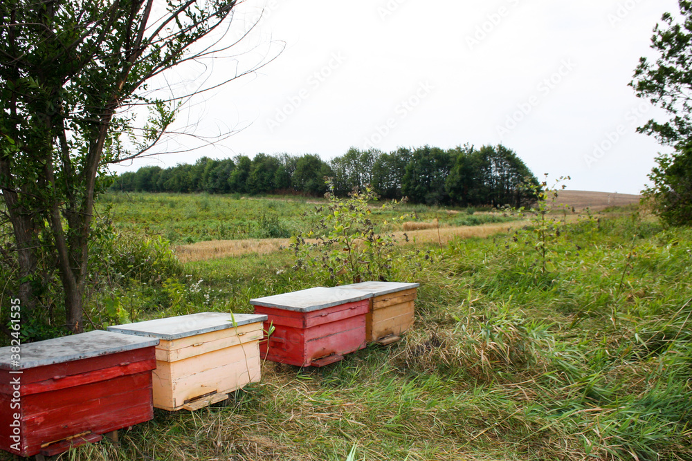 Colorful beehives in nature with trees around - beekeeping in nature Colorful beehives in nature with trees around - beekeeping in nature