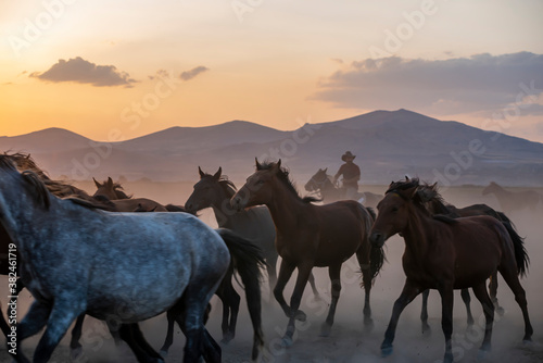 Wild horses run in foggy at sunset. Wild horses are running in dust. Near Hormetci Village  between Cappadocia and Kayseri  Turkey