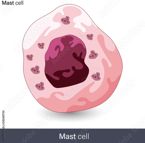 vector of structure of Mast cell of human immune system involved in  the allergic reaction against antigens by undergoing mast cell degranulation photo