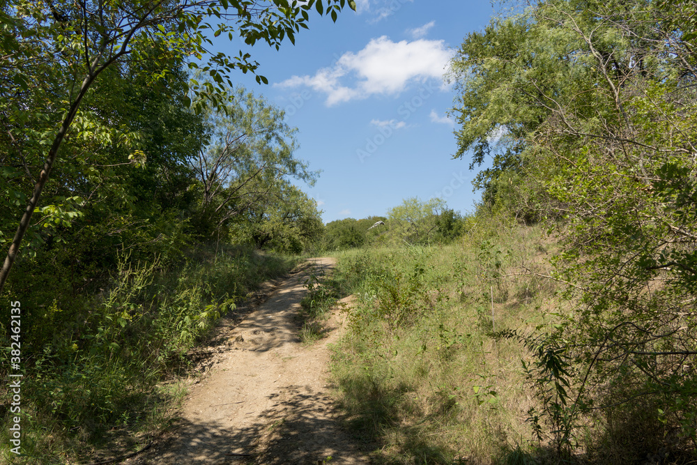 path in the woods